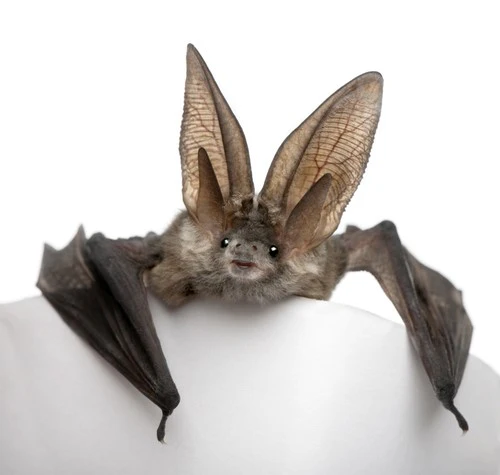 Bat Monitoring Group